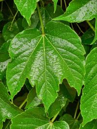Loubinec trojlaločný 'Veitchii' (Parthenocissus tricuspidata)