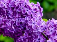 Šeřík obecný (Syringa vulgaris)