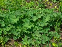 Kontryhel měkký (Alchemilla mollis)
