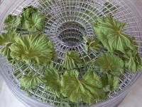 Kontryhel měkký - sušení (Alchemilla mollis)