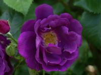 Růže 'Rhapsody in Blue' - Sadové růže (Rosa)