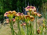 Denivka (Hemerocallis)