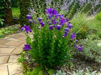 Zvonkovec velkokvětý 'Mariesii' (Platycodon grandiflorus)