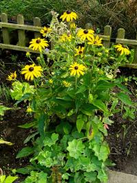 Třapatka zářivá 'Goldsturm' (Rudbeckia fulgida var sullivantii)