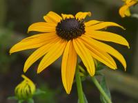 Třapatka zářivá 'Goldsturm' (Rudbeckia fulgida var sullivantii)
