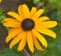 Třapatka zářivá 'Goldsturm' (Rudbeckia fulgida var sullivantii)