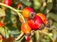 Růže šípková (Rosa canina)