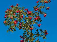 Růže šípková (Rosa canina)