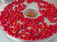 Růže šípková (Rosa canina)