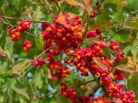 Brslen evropský (Euonymus europaeus)