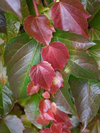 Loubinec trojlaločný 'Veitchii' (Parthenocissus tricuspidata)