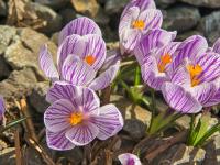 Šafrán jarní 'Pickwick' (Crocus vernus)