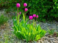 Tulipán (Tulipa)