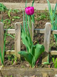 Tulipán (Tulipa)