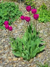 Tulipán (Tulipa)