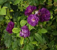 Růže 'Rhapsody in Blue' (Rosa)