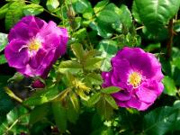Růže 'Rhapsody in Blue' (Rosa)