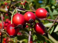 Růže šípková - plody, šípky (Rosa canina)