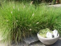 Dochan psárkovitý (Pennisetum alopecuroides)