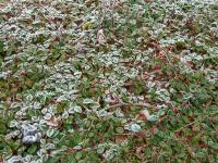 Skalník dammerův (Cotoneaster dammeri)