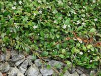 Skalník Dammerův (Cotoneaster dammeri)