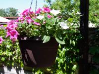Petúnie zahradní (Petunia x hybrida)