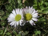 Sedmikráska obecná (Bellis perennis)