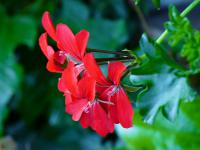 Pelargonie štítnatá (Pelargonium peltatum)