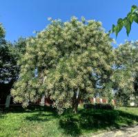Jerlín japonský (Sophora japonica)