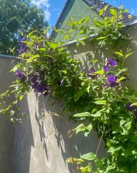Plamének (Clematis)
