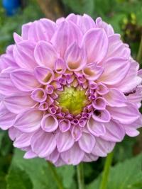 Jiřinka (Dahlia)