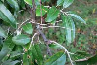 Hlošina úzkolistá (Elaeagnus angustifolia)