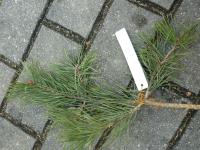 Borovice lesní (Pinus sylvestris)