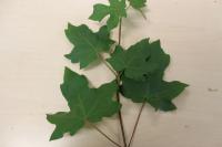 Javor babyka (Acer campestre)