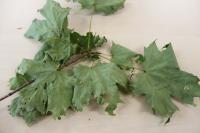 Javor cukrový (Acer saccharum)
