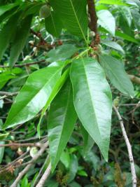 Mandlobroskvoň (Prunus x amygdalopersica)