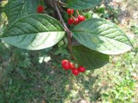Skalník puchýřnatý (Cotoneaster bullatus)