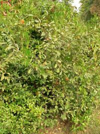 Třešeň prostřední (Prunus x eminens)