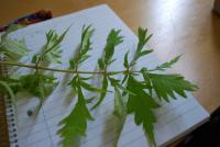 Škumpa ocetná Dissecta- listy (Rhus typhina)
