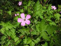 Kakost smrdutý (Geranium robertianum)