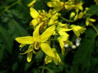 Svitel latnatý (Koelreuteria paniculata)