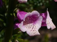 Náprstník červený (Digitalis purpurea)