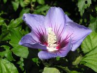 Ibišek syrský (Hibiscus syriacus)