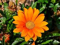 Gazánie zářivá 'New Day Clear Orange' (Gazania rigens)