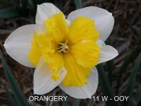Narcis 'Orangery' - Collar narcisy (Narcissus)