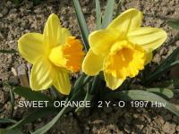 Narcis 'Sweet Orange' - Velkokorunné narcisy (Narcissus)