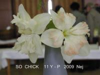 Narcis 'So Chick' - Collar narcisy (Narcissus)