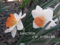 Narcis 'Sanction' - Velkokorunné narcisy (Narcissus)