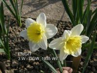 Narcis 'Frigit' - Malokorunné narcisy (Narcissus)