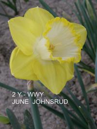 Narcis 'June Johnsrud' - Velkokorunné narcisy (Narcissus)